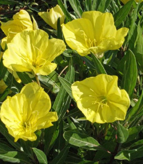 Oenothera macrocarpa missouriensis